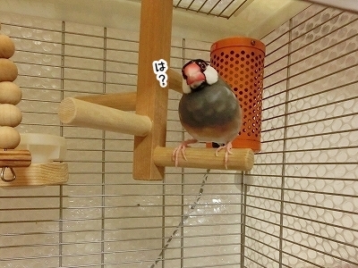 ブンチョ日誌
