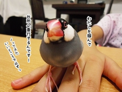 ブンチョ日誌