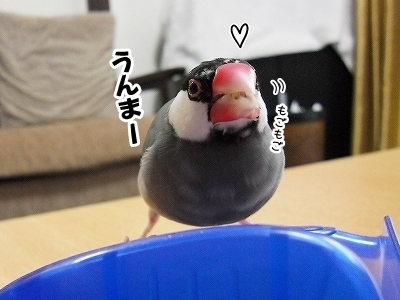 ブンチョ日誌