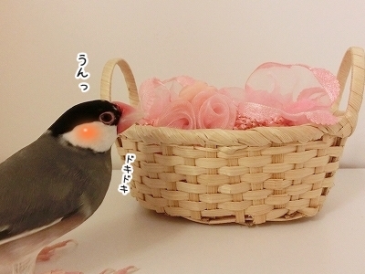 ブンチョ日誌
