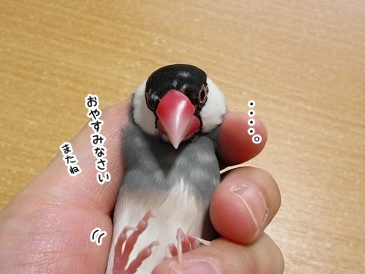 ブンチョ日誌