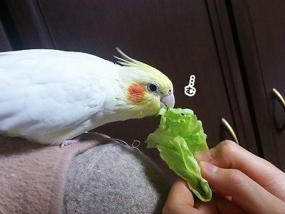 ブンチョ日誌
