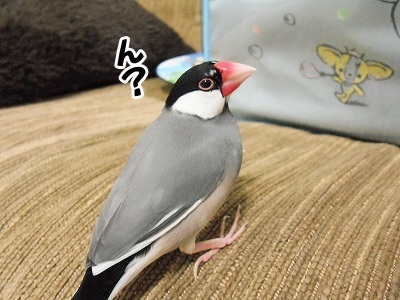 ブンチョ日誌
