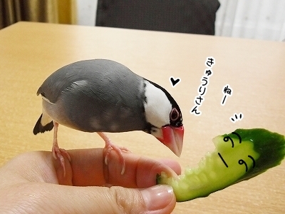 ブンチョ日誌