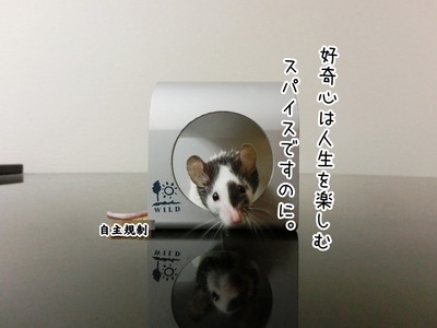 s-CIMG0889