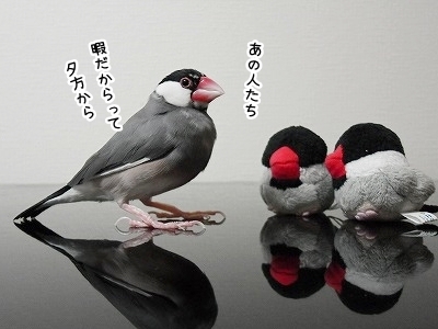 ブンチョ日誌