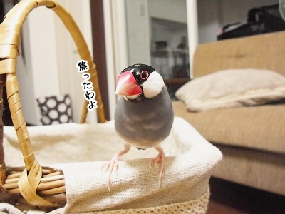 ブンチョ日誌