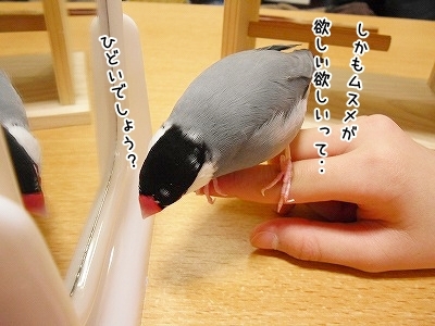ブンチョ日誌