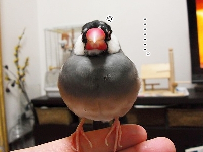ブンチョ日誌