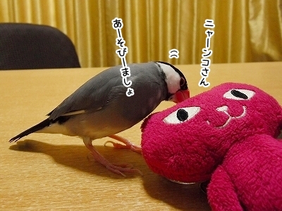 ブンチョ日誌