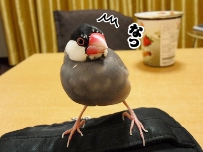 ブンチョ日誌