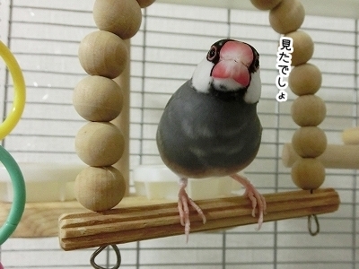 ブンチョ日誌