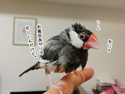 ブンチョ日誌