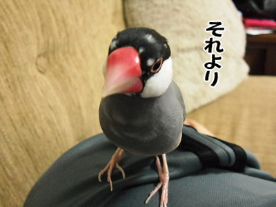 ブンチョ日誌