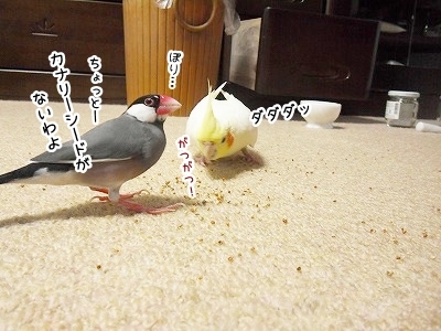 ブンチョ日誌