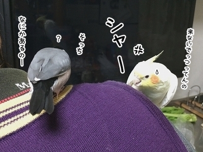 ブンチョ日誌