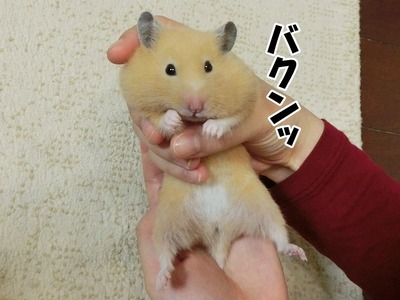 s-CIMG8915