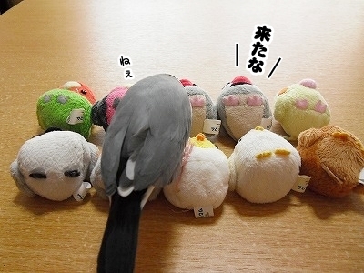 ブンチョ日誌