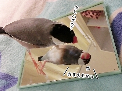 ブンチョ日誌