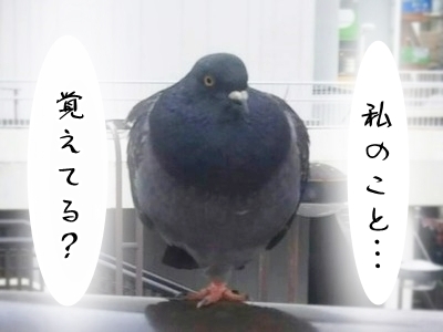 ハトの神様 ブンチョ日誌 Powered By ライブドアブログ