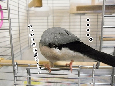 ブンチョ日誌