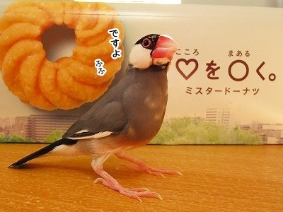 ブンチョ日誌