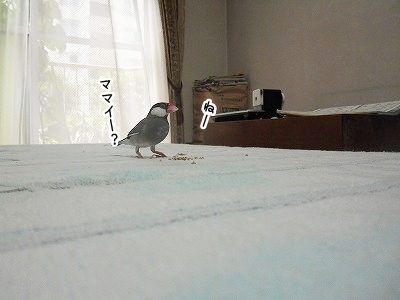 ブンチョ日誌
