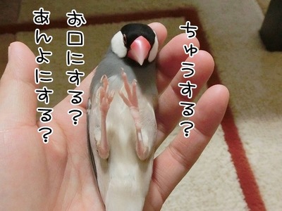 s-CIMG9445
