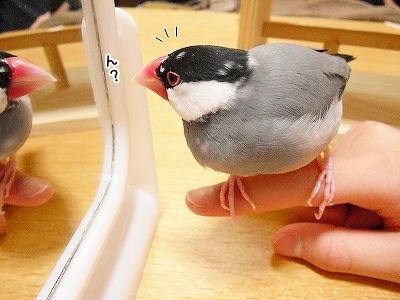ブンチョ日誌