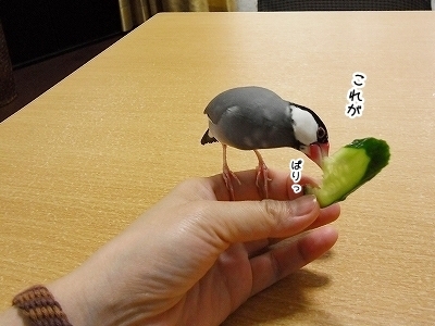 ブンチョ日誌