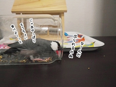 ブンチョ日誌