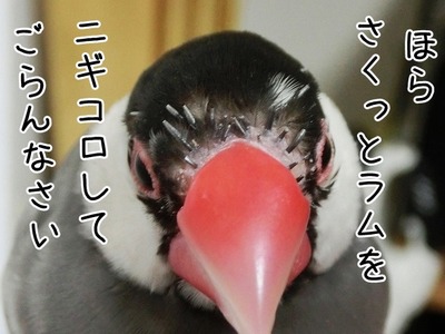s-CIMG9435
