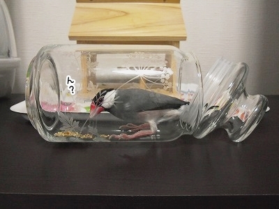 ブンチョ日誌