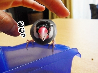 ブンチョ日誌