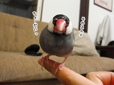 ブンチョ日誌