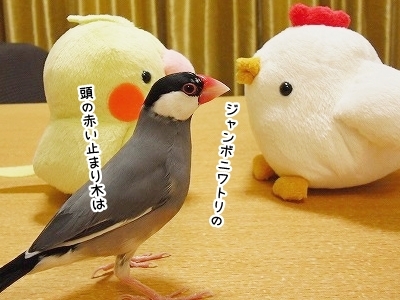 ブンチョ日誌