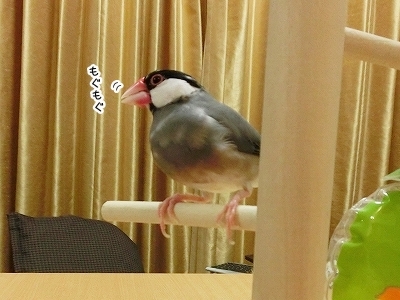 ブンチョ日誌