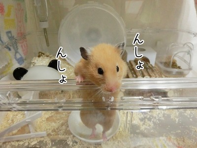 s-CIMG2485