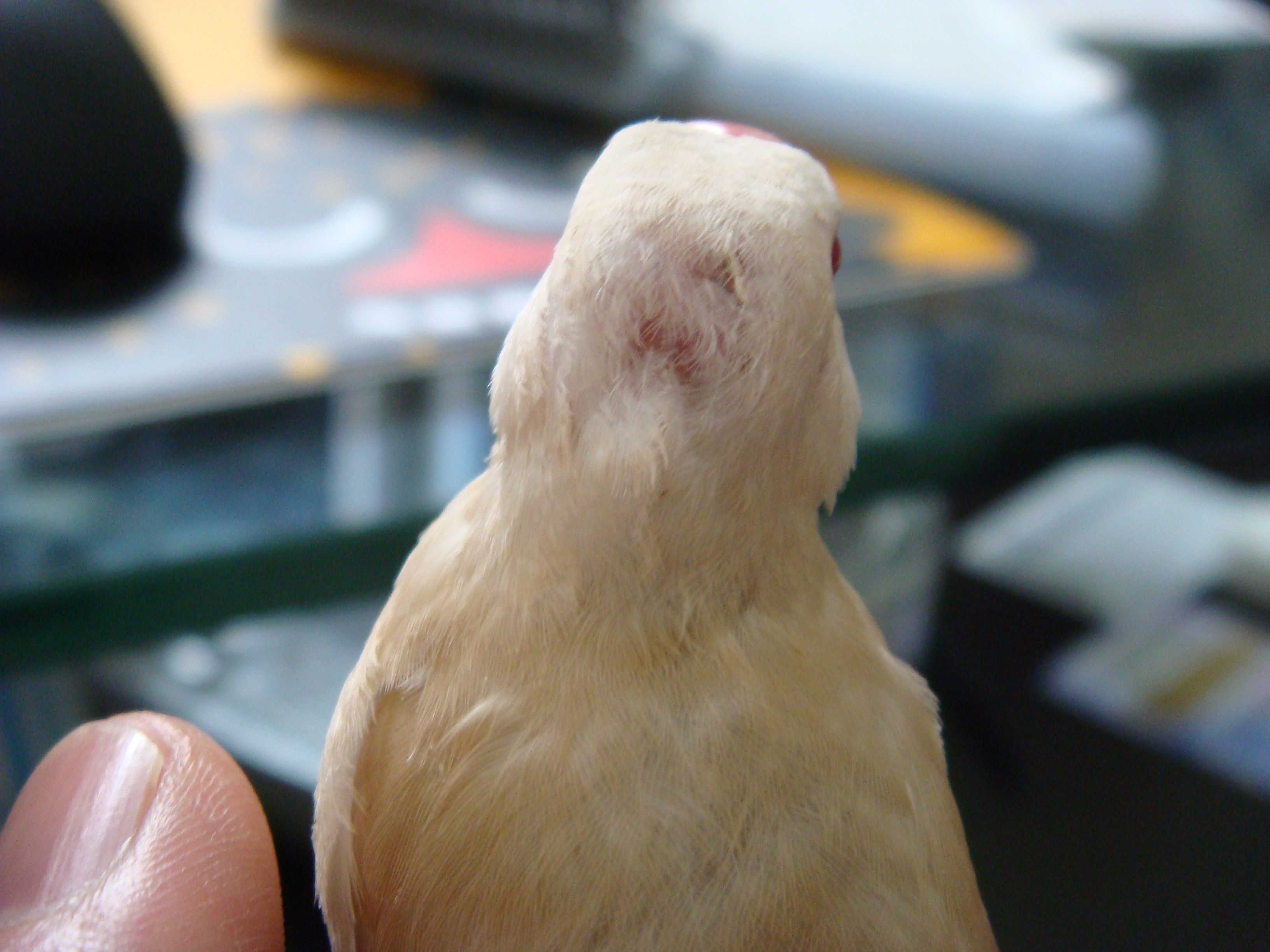 雛との出会い 我が家の文鳥育雛日記