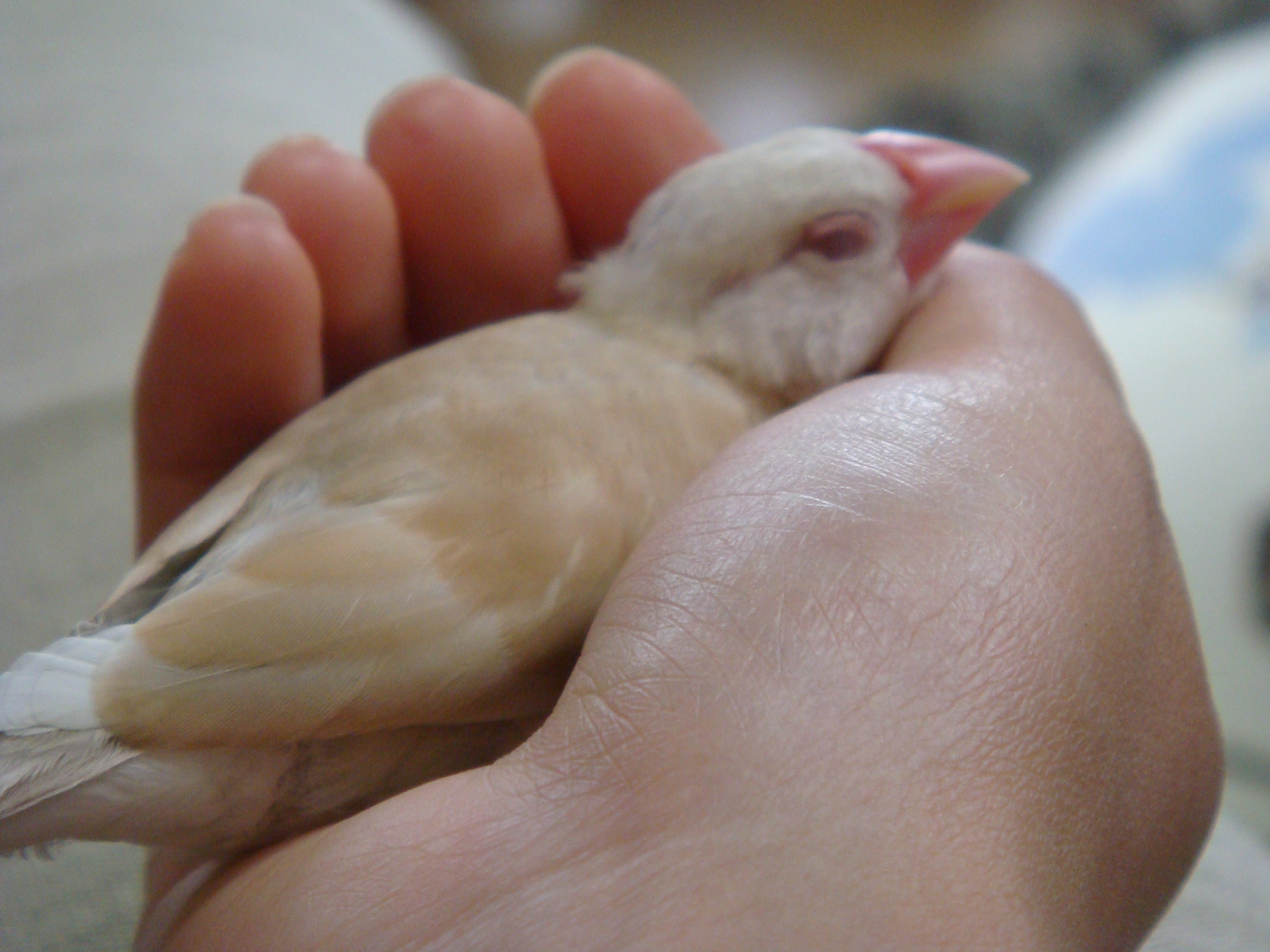握り文鳥 我が家の文鳥育雛日記