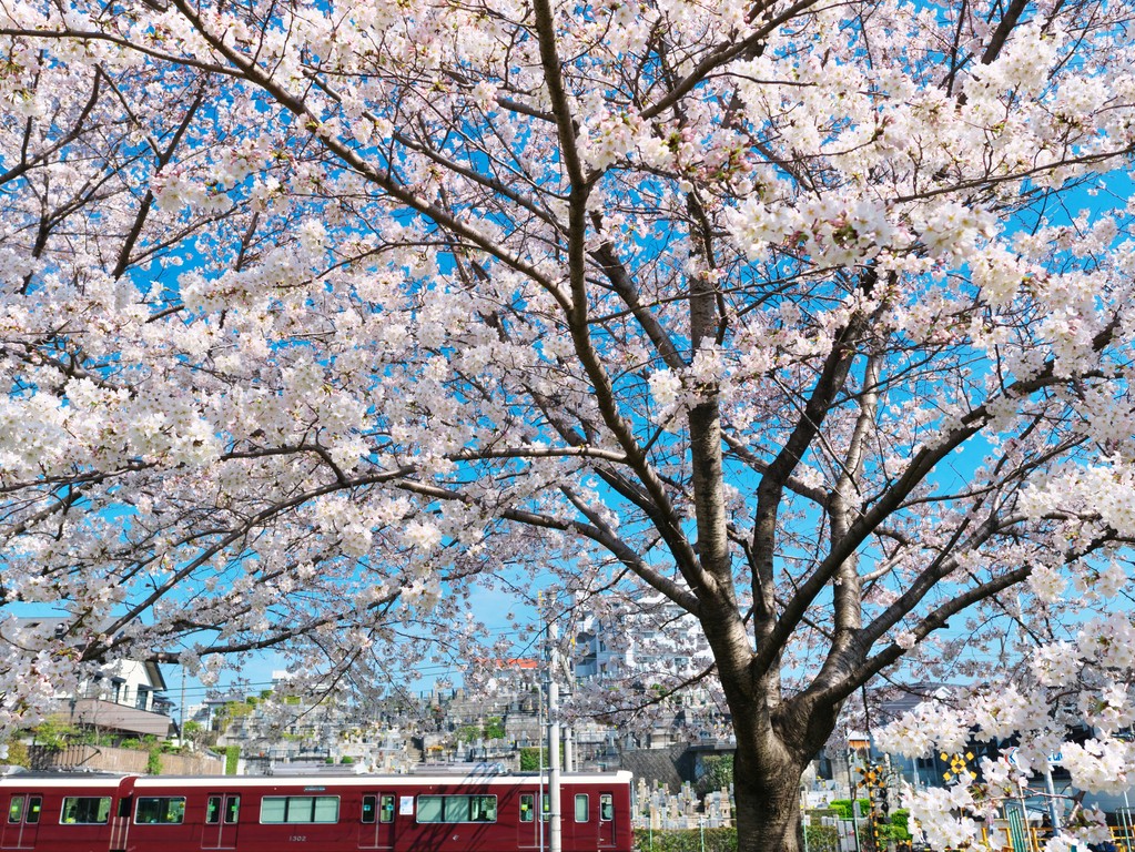桜はマルーンと愛でるもの 北摂の混沌