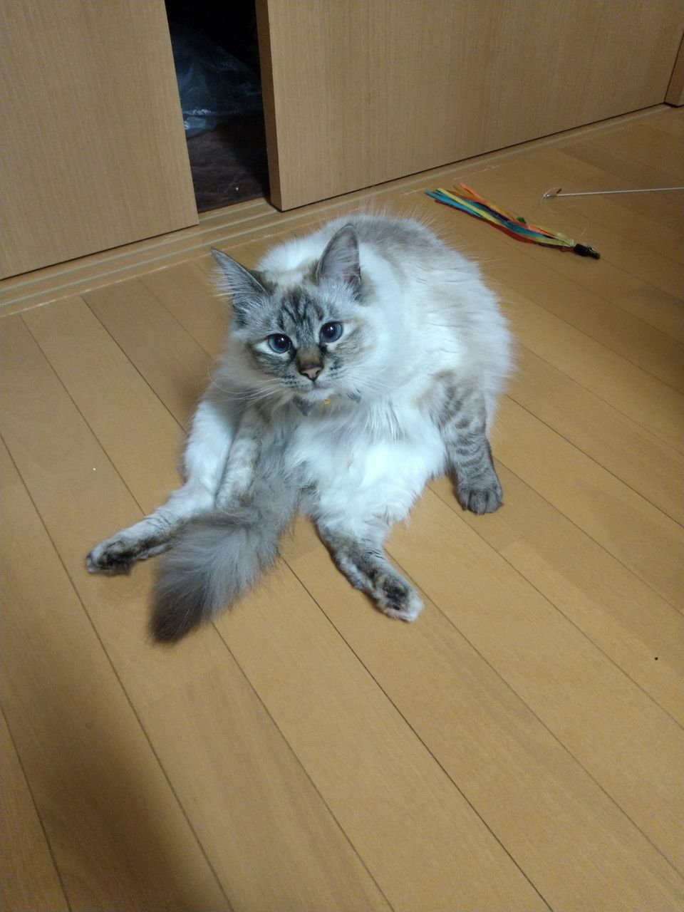 猫の鳴き声 猫とモンスーン