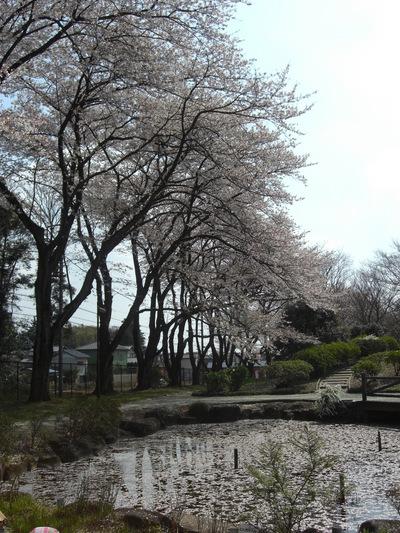 水面に