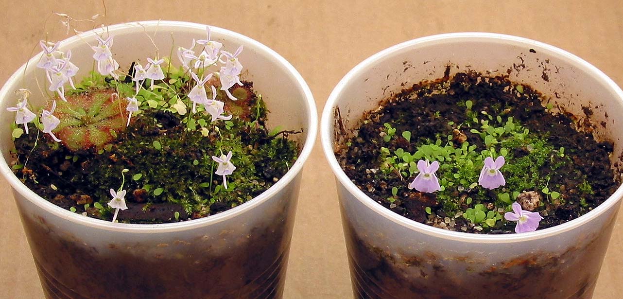 激可愛い うさぎ苔 兎苔ウサギゴケ の育て方 だが意外な生態 ビンキーニュース Binkynews