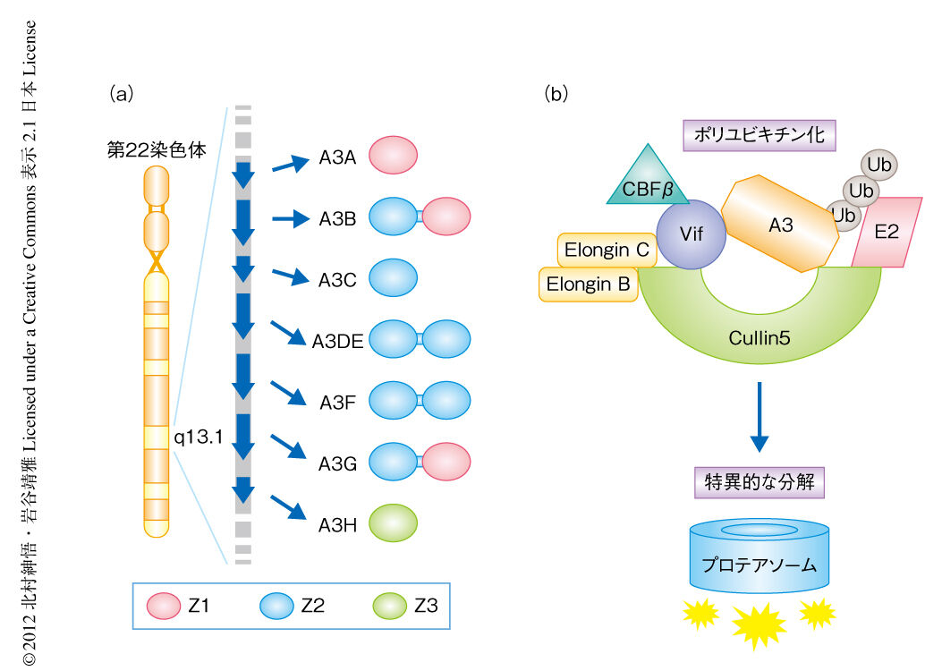 livedoor