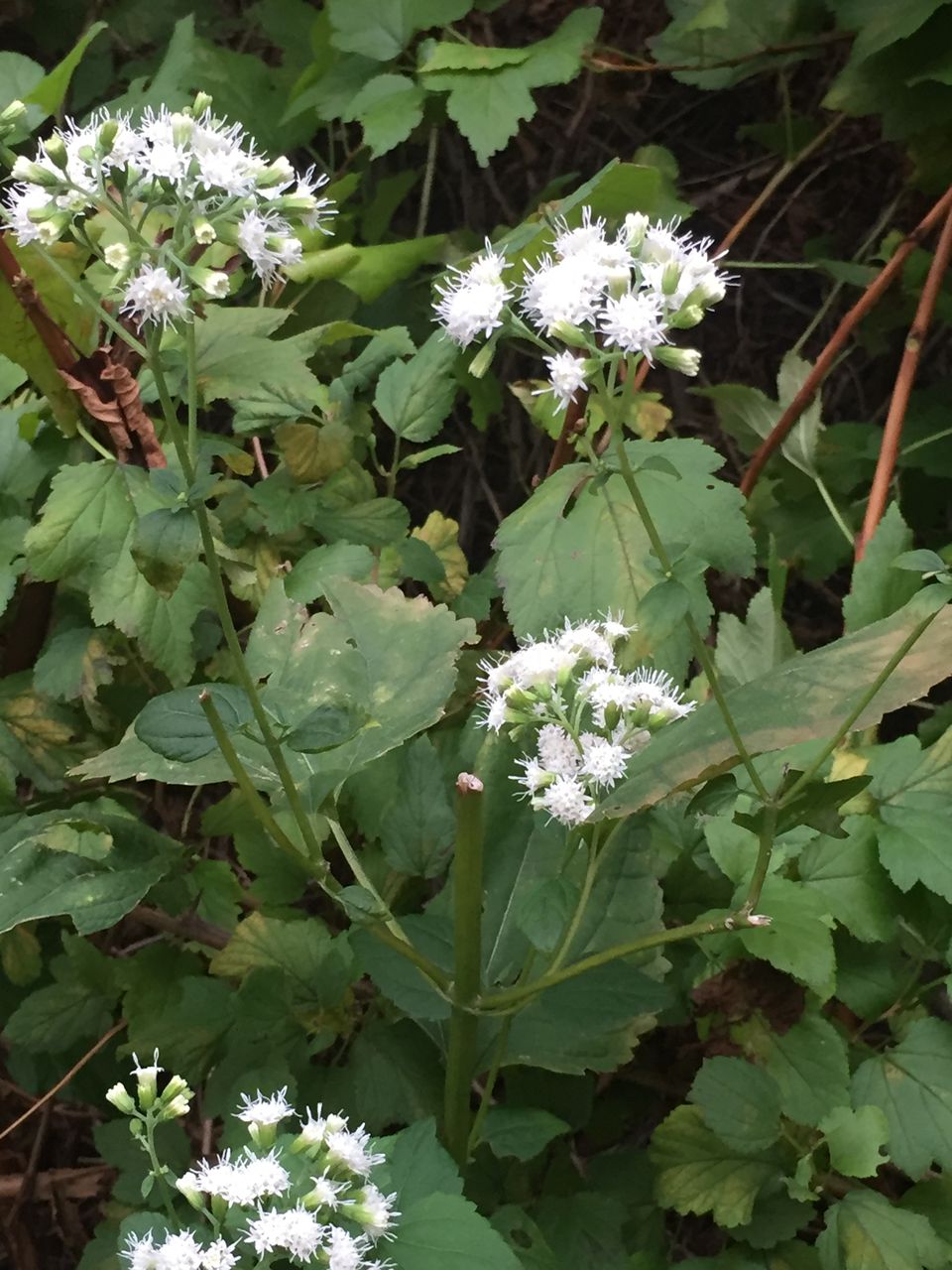 マルバフジバカマ 外来 札幌市中心部 野草雑草ワイルド園芸種外来種 Bytk