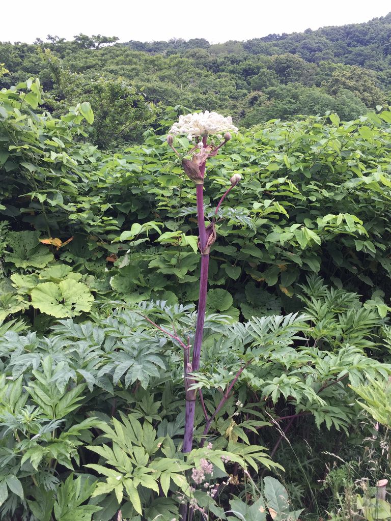エゾニュウ 泊村 野草雑草ワイルド園芸種外来種 Bytk エゾニュウ 泊村 野草雑草ワイルド園芸種外来種 Bytk