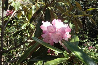 s-08石楠花P5231869