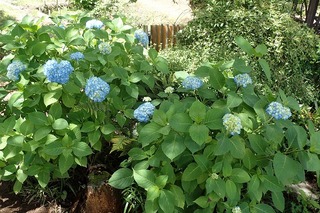 s-05紫陽花