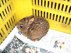 野うさぎの赤ちゃんを見つけました くだもの王国 野うさぎの赤ちゃんを見つけました くだもの王国